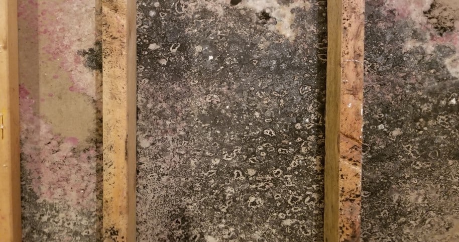 Close-up of severely moldy drywall